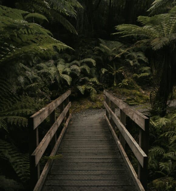 Doğa Fotoğrafçılığında Kompozisyon